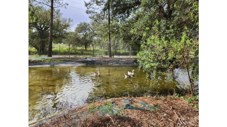 Quinta T4 para Arrendamento em Azeitão (São Lourenço e São Simão) Foto 23