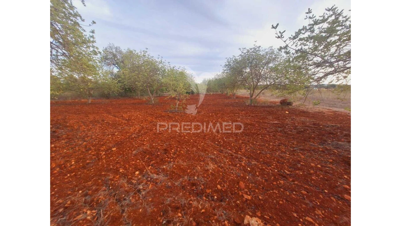 Terreno para Venda em Loule (São Sebastião) Foto 9