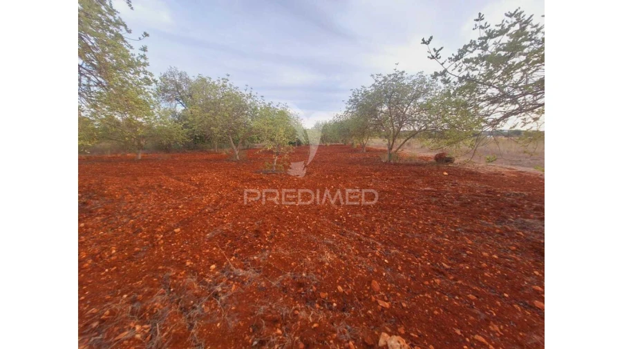 Terreno para Venda em Loule (São Sebastião) Foto 9