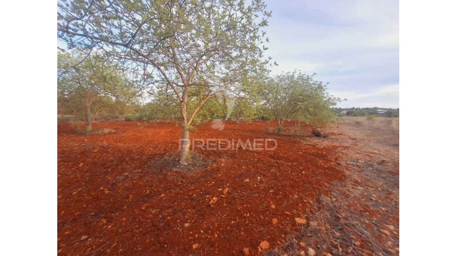 Terreno para Venda em Loule (São Sebastião) Foto 5