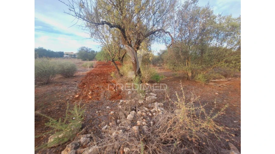 Terreno para Venda em Loule (São Sebastião) Foto 7