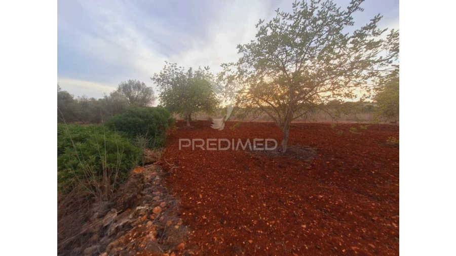 Terreno para Venda em Loule (São Sebastião) Foto 4