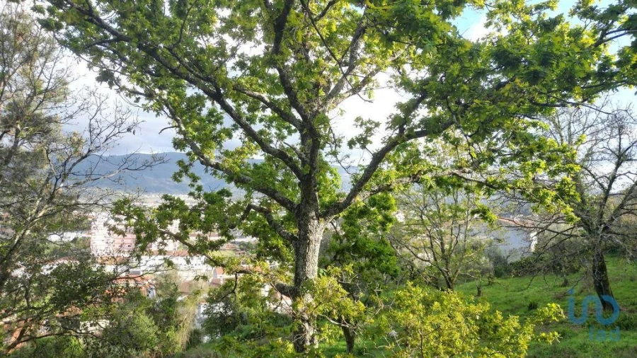 Terreno para Venda em Miranda do Corvo Foto 15