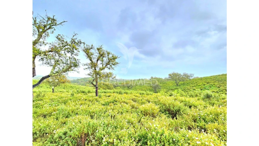 Terreno para Venda em Santa Clara-A-Nova e Gomes Aires Foto 7