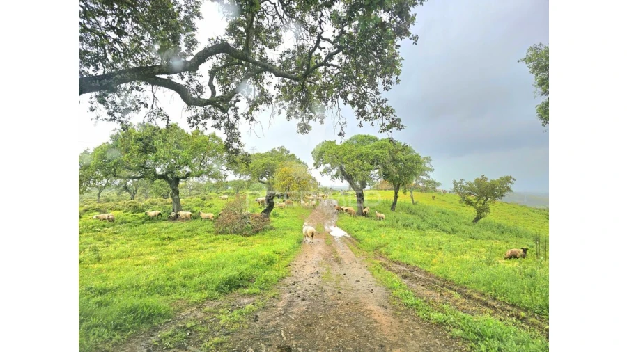 Terreno para Venda em Santa Clara-A-Nova e Gomes Aires