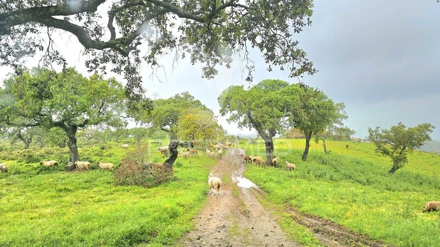 Terreno para Venda em Santa Clara-A-Nova e Gomes Aires