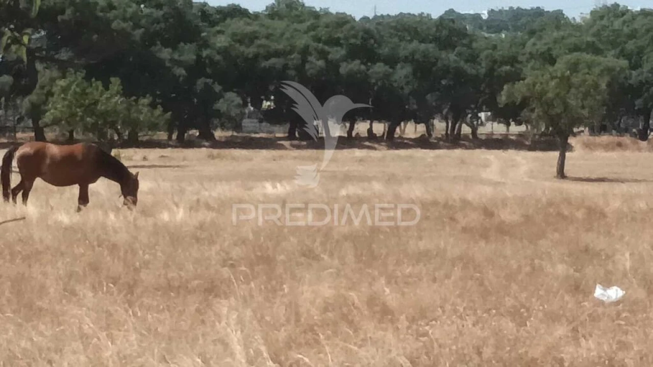 Terreno para Venda em Baixa da Banheira e Vale da Amoreira Foto 6