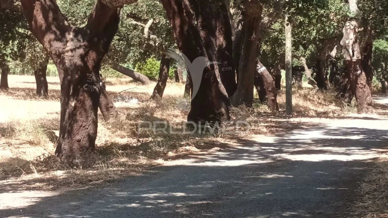 Terreno para Venda em Baixa da Banheira e Vale da Amoreira Foto 3
