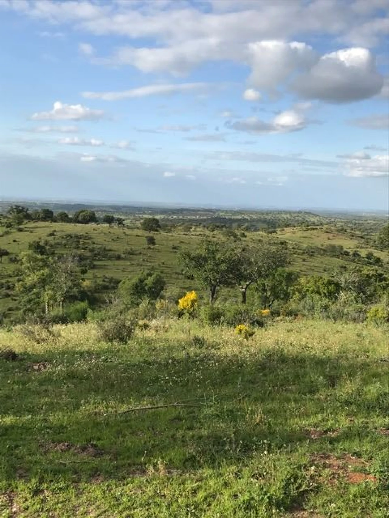 Quinta para Venda em Amareleja Foto 5