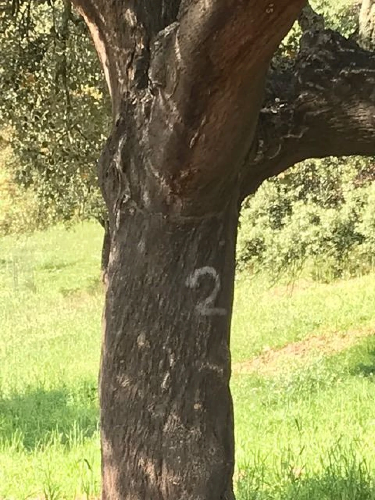 Quinta para Venda em Amareleja Foto 6