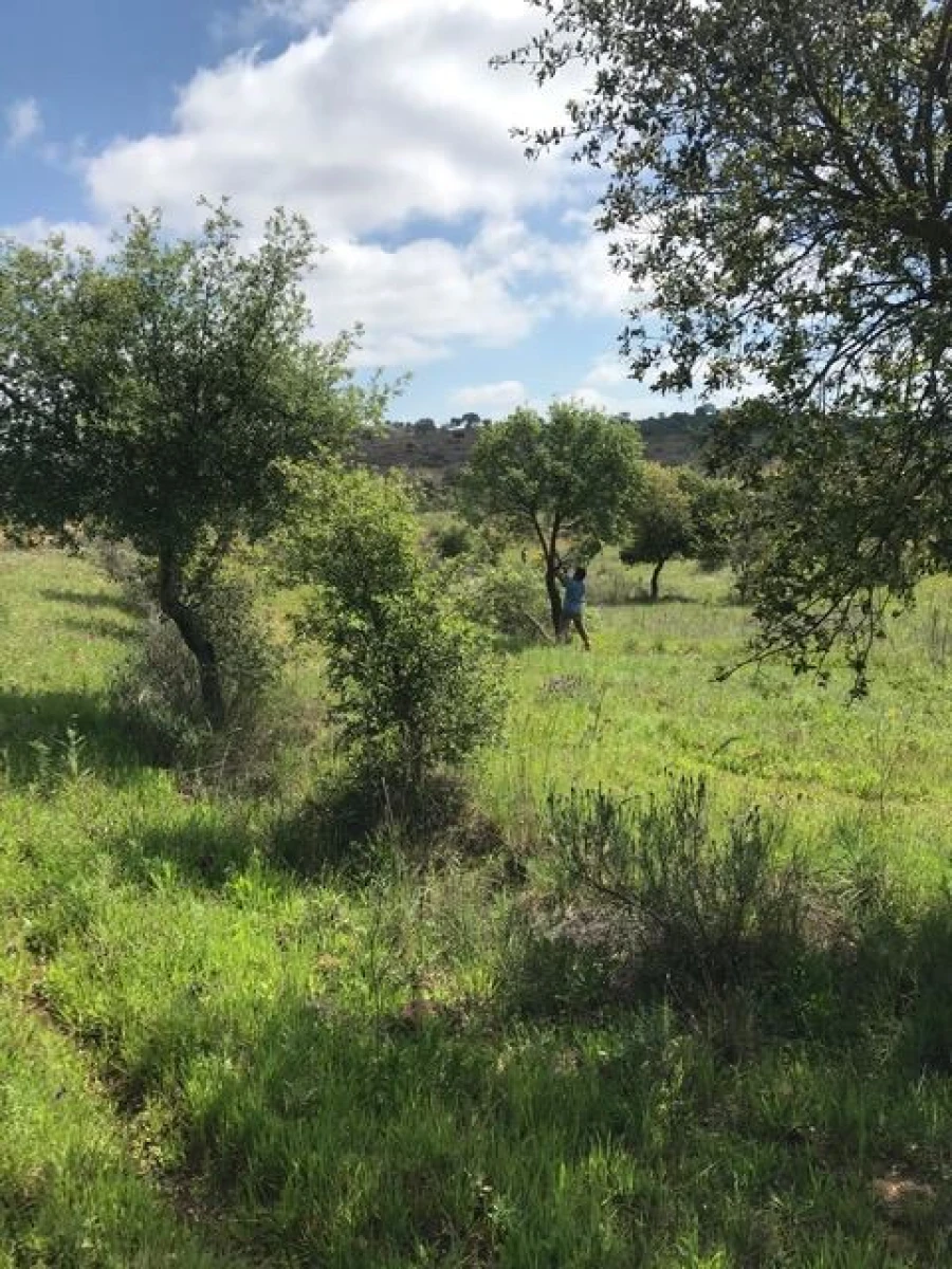 Quinta para Venda em Amareleja Foto 2