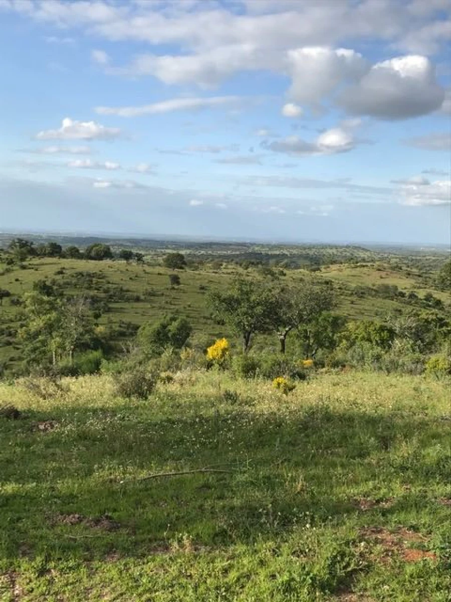 Quinta para Venda em Amareleja Foto 5