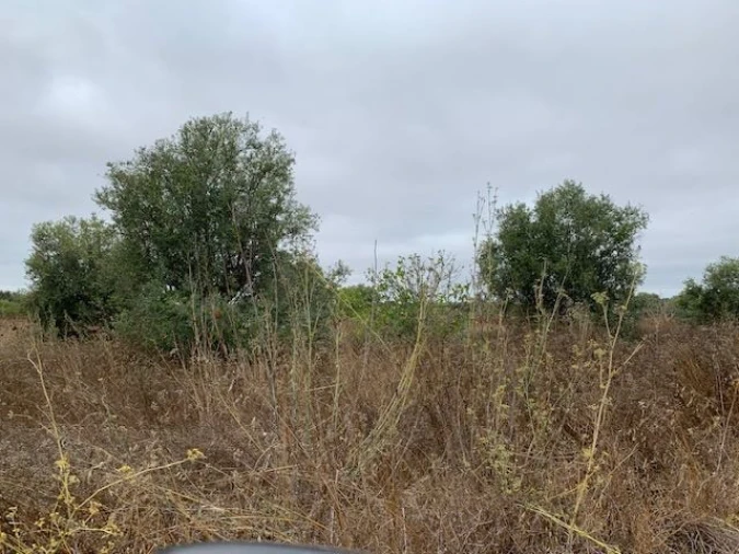 Quinta para Venda em Trigaches e São Brissos Foto 4