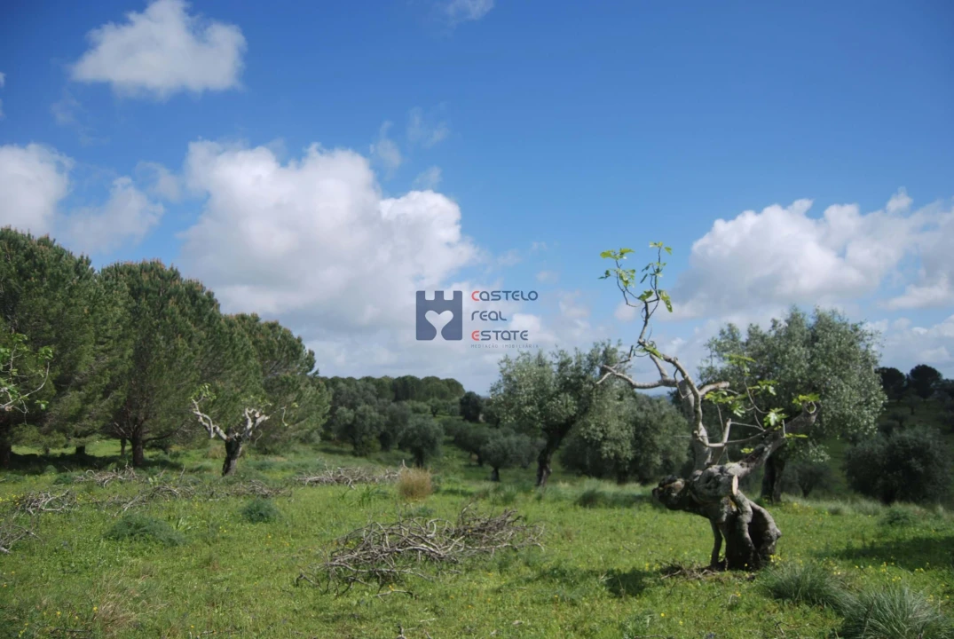 Terreno para Venda em Torres Novas (São Pedro), Lapas e Ribeira Branca Foto 12