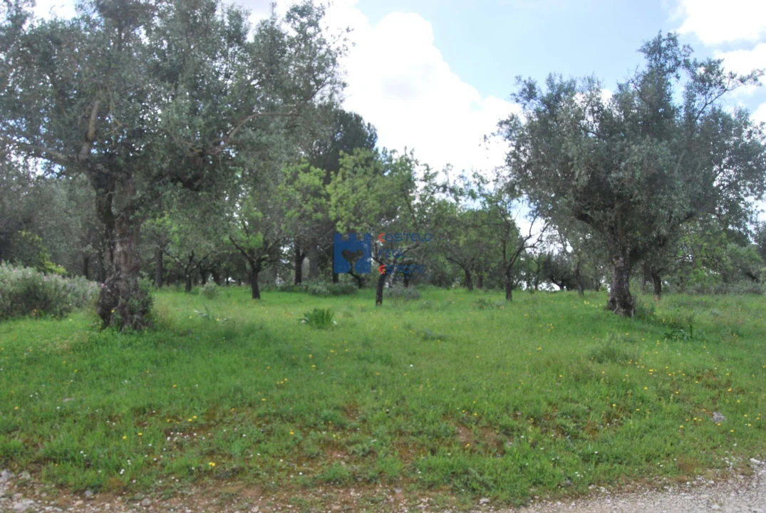 Terreno para Venda em Torres Novas (São Pedro), Lapas e Ribeira Branca Foto 66
