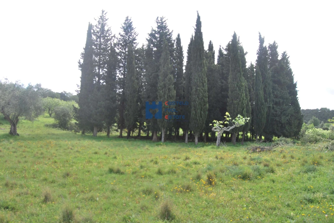 Terreno para Venda em Torres Novas (São Pedro), Lapas e Ribeira Branca Foto 32