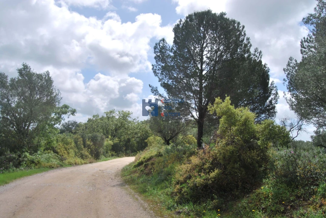 Terreno para Venda em Torres Novas (São Pedro), Lapas e Ribeira Branca Foto 63