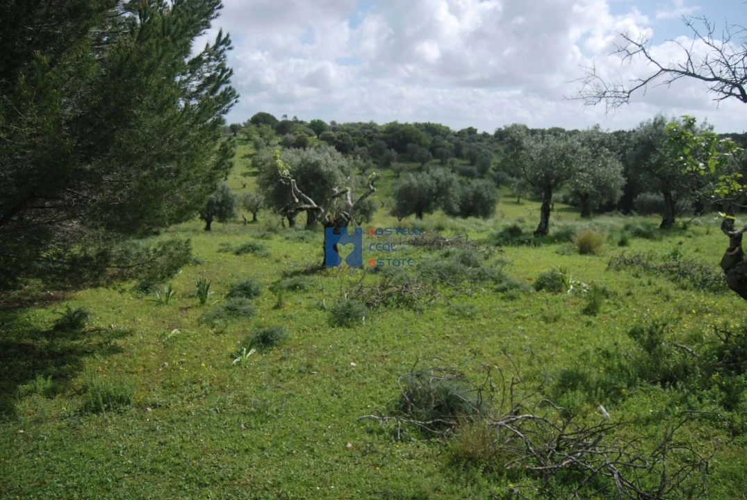 Terreno para Venda em Torres Novas (São Pedro), Lapas e Ribeira Branca Foto 7