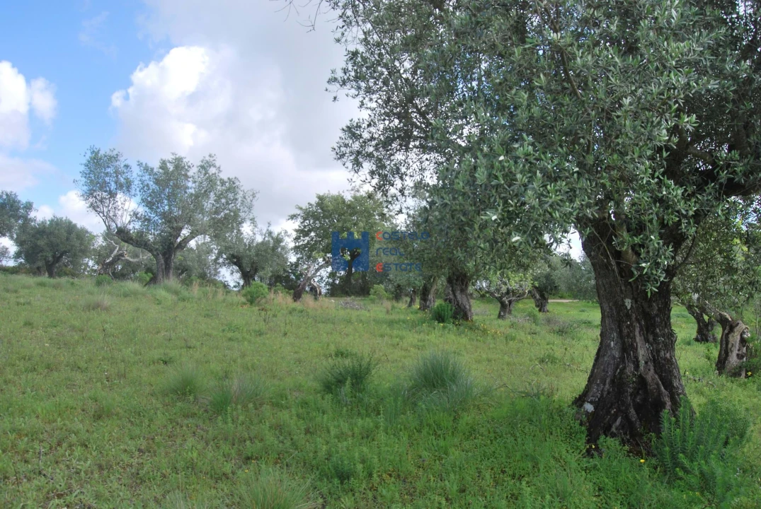 Terreno para Venda em Torres Novas (São Pedro), Lapas e Ribeira Branca Foto 61