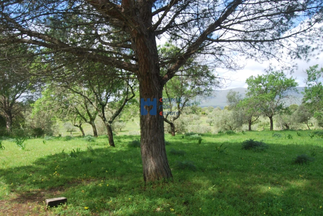 Terreno para Venda em Torres Novas (São Pedro), Lapas e Ribeira Branca Foto 46