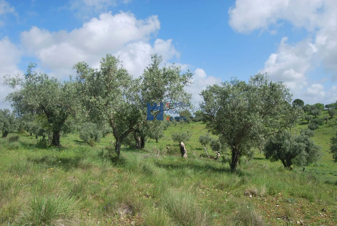 Terreno para Venda em Torres Novas (São Pedro), Lapas e Ribeira Branca Foto 25