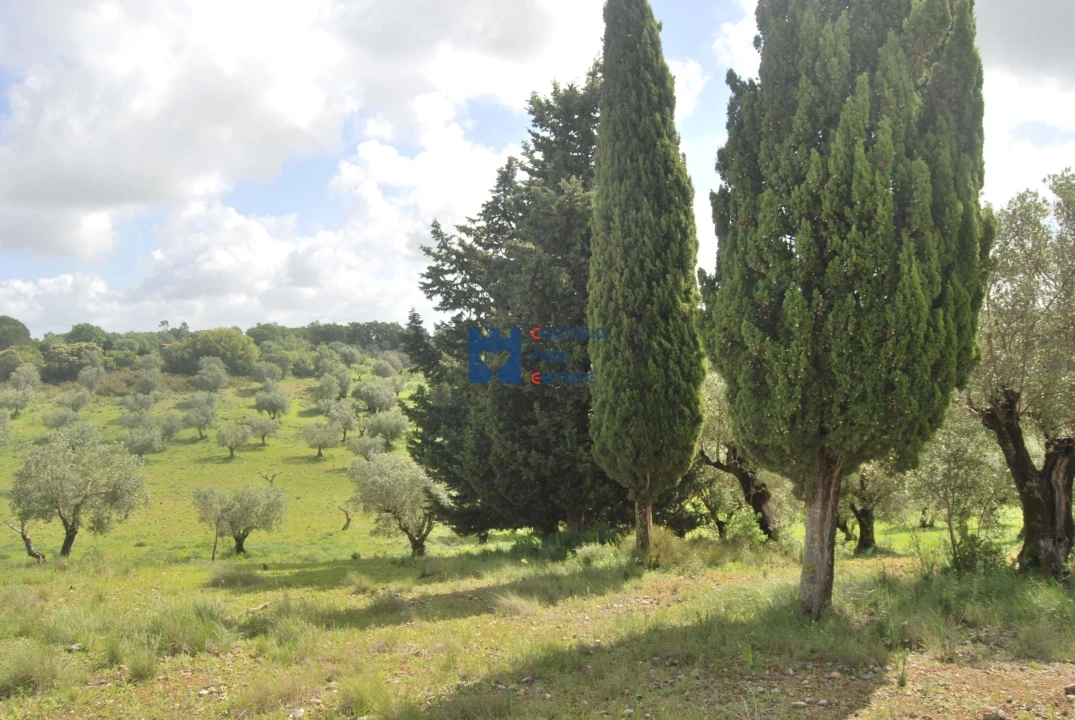 Terreno para Venda em Torres Novas (São Pedro), Lapas e Ribeira Branca Foto 21