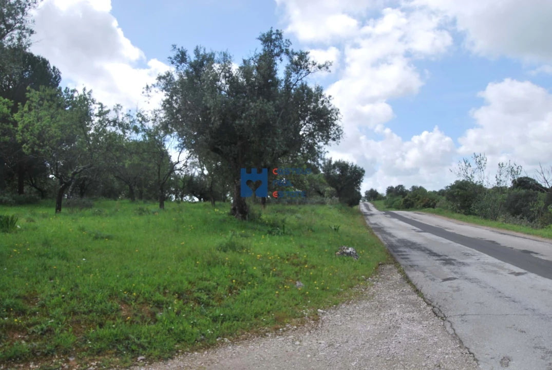 Terreno para Venda em Torres Novas (São Pedro), Lapas e Ribeira Branca Foto 65