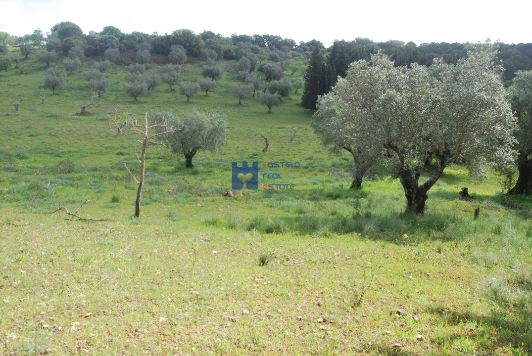 Terreno para Venda em Torres Novas (São Pedro), Lapas e Ribeira Branca Foto 27