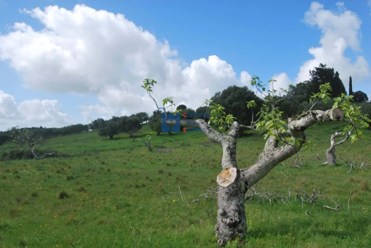 Terreno para Venda em Torres Novas (São Pedro), Lapas e Ribeira Branca Foto 34