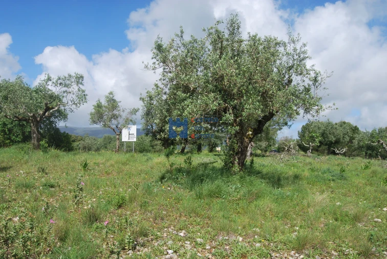 Terreno para Venda em Torres Novas (São Pedro), Lapas e Ribeira Branca Foto 24