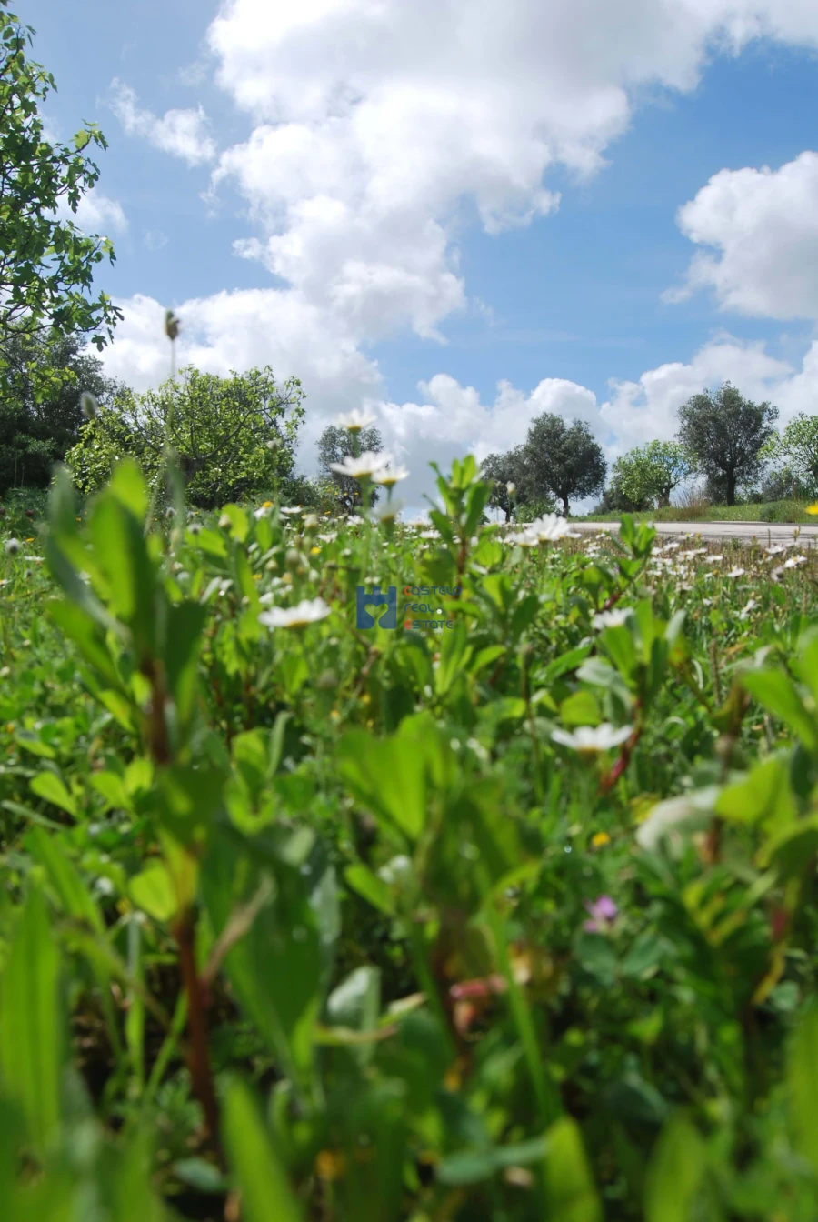 Terreno para Venda em Torres Novas (São Pedro), Lapas e Ribeira Branca Foto 68