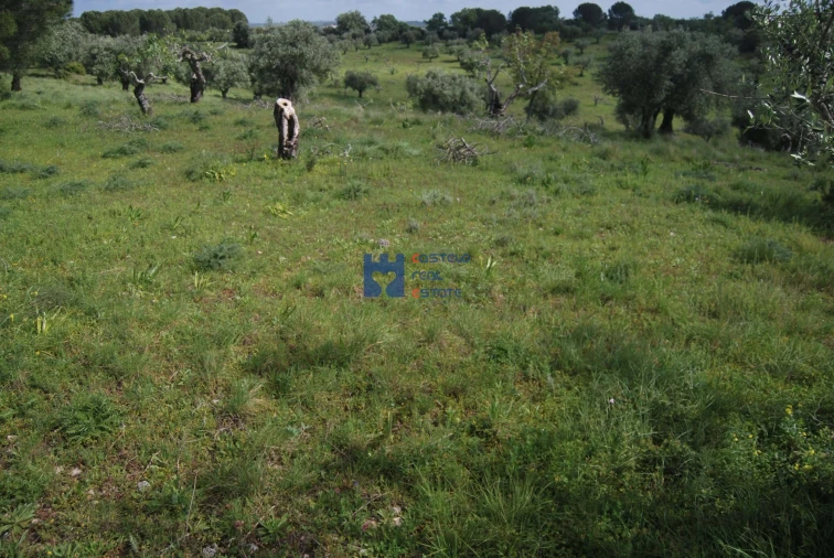 Terreno para Venda em Torres Novas (São Pedro), Lapas e Ribeira Branca Foto 16