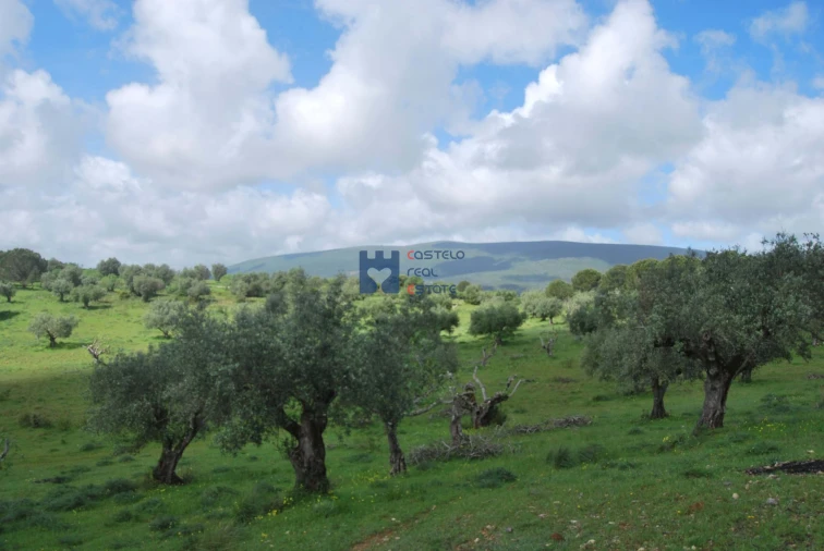 Terreno para Venda em Torres Novas (São Pedro), Lapas e Ribeira Branca Foto 43