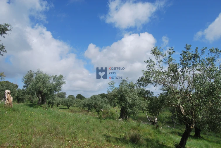Terreno para Venda em Torres Novas (São Pedro), Lapas e Ribeira Branca Foto 29
