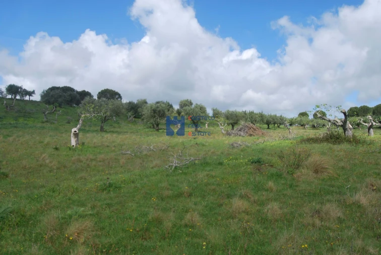 Terreno para Venda em Torres Novas (São Pedro), Lapas e Ribeira Branca Foto 36