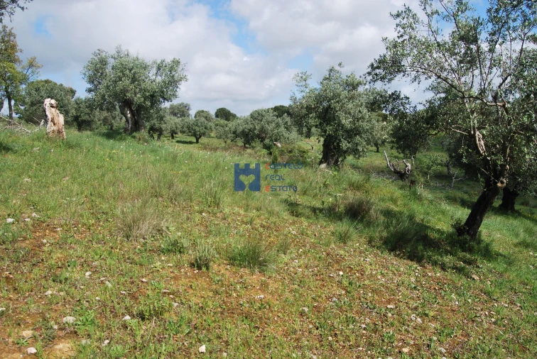 Terreno para Venda em Torres Novas (São Pedro), Lapas e Ribeira Branca Foto 28