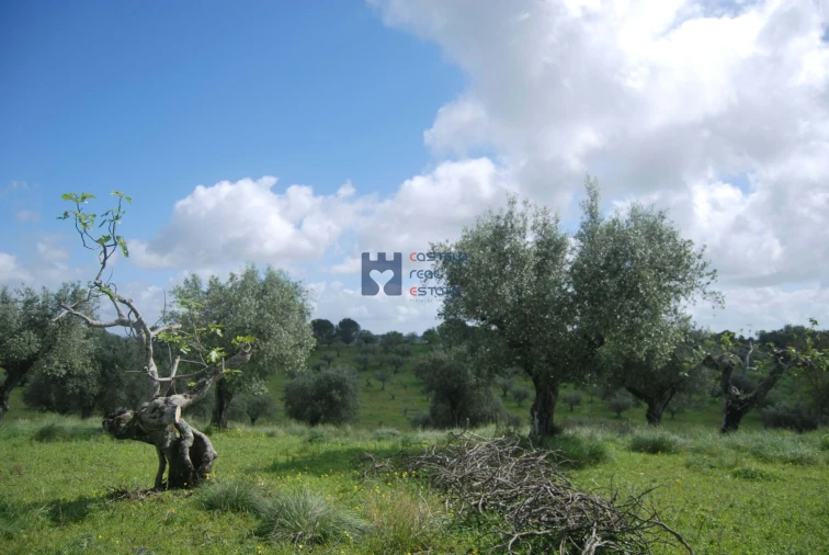 Terreno para Venda em Torres Novas (São Pedro), Lapas e Ribeira Branca Foto 9