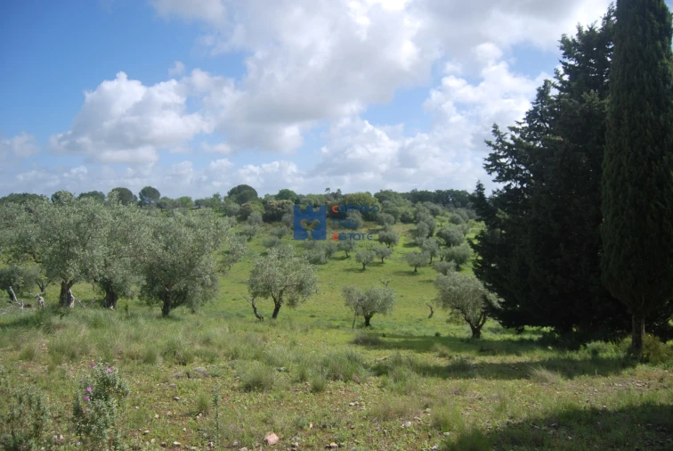 Terreno para Venda em Torres Novas (São Pedro), Lapas e Ribeira Branca Foto 22