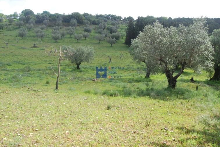 Terreno para Venda em Torres Novas (São Pedro), Lapas e Ribeira Branca Foto 27