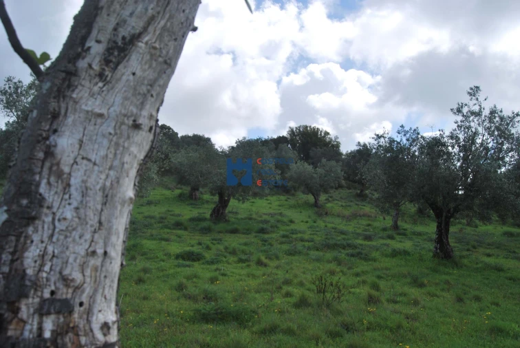 Terreno para Venda em Torres Novas (São Pedro), Lapas e Ribeira Branca Foto 42