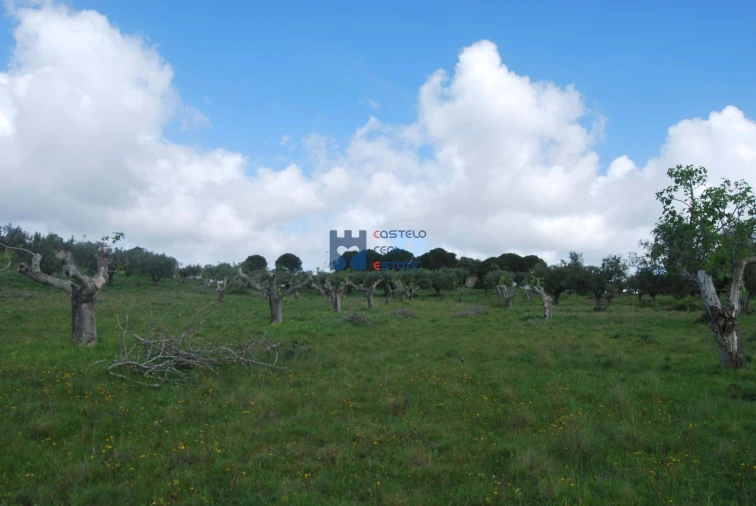 Terreno para Venda em Torres Novas (São Pedro), Lapas e Ribeira Branca Foto 40