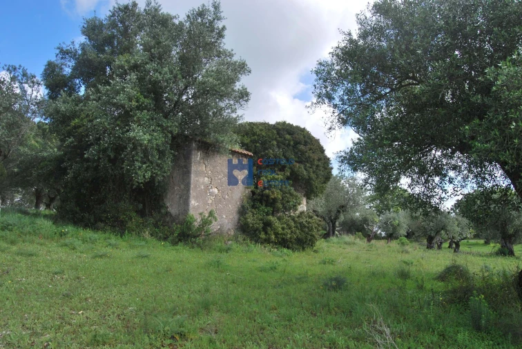 Terreno para Venda em Torres Novas (São Pedro), Lapas e Ribeira Branca Foto 59