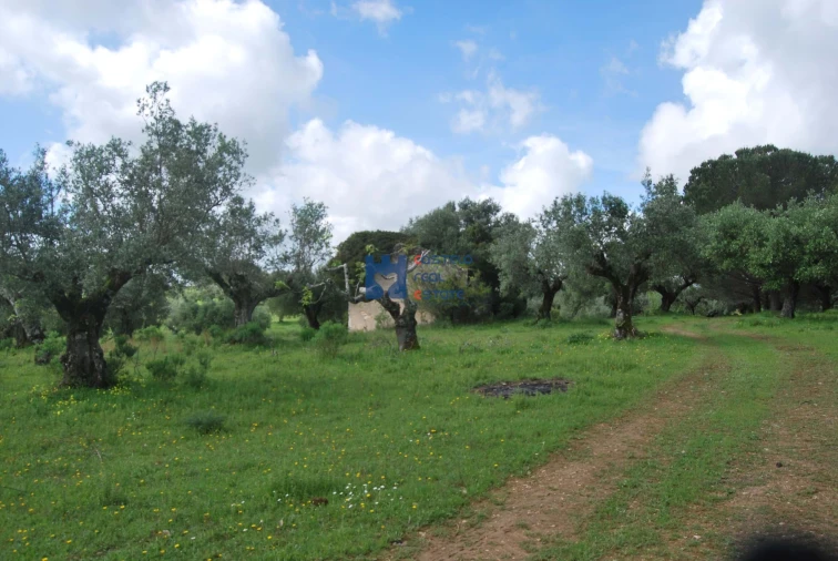 Terreno para Venda em Torres Novas (São Pedro), Lapas e Ribeira Branca Foto 53