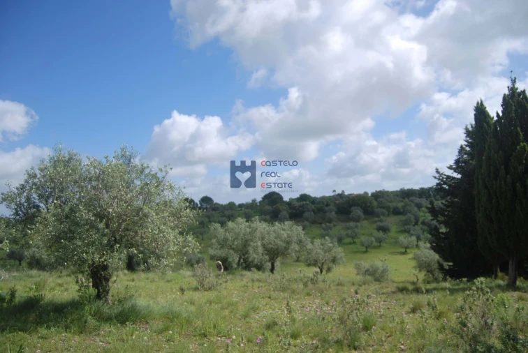 Terreno para Venda em Torres Novas (São Pedro), Lapas e Ribeira Branca Foto 18