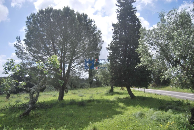 Terreno para Venda em Torres Novas (São Pedro), Lapas e Ribeira Branca Foto 11