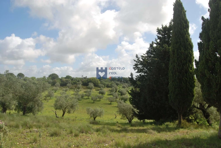 Terreno para Venda em Torres Novas (São Pedro), Lapas e Ribeira Branca Foto 20