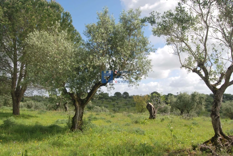 Terreno para Venda em Torres Novas (São Pedro), Lapas e Ribeira Branca Foto 15