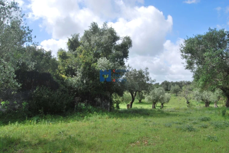 Terreno para Venda em Torres Novas (São Pedro), Lapas e Ribeira Branca Foto 55