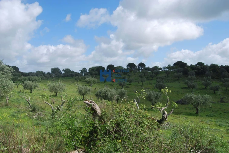 Terreno para Venda em Torres Novas (São Pedro), Lapas e Ribeira Branca Foto 30