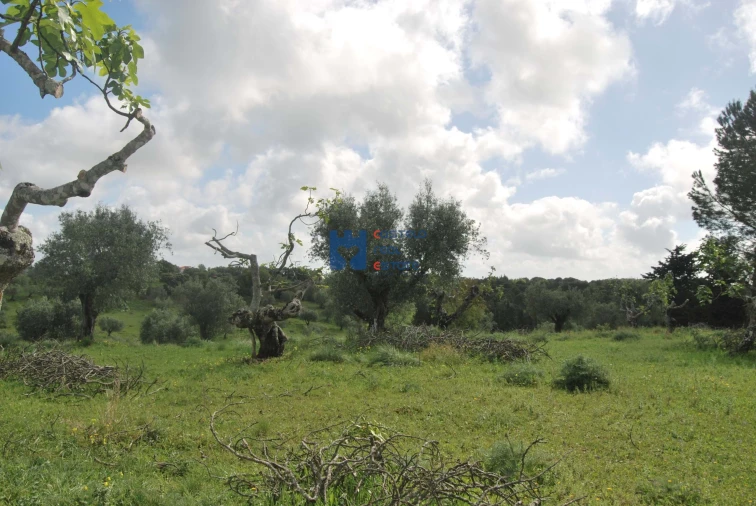 Terreno para Venda em Torres Novas (São Pedro), Lapas e Ribeira Branca Foto 8
